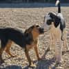 Lian möchte mit dir das Hunde 1x1 lernen