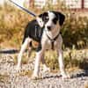 Lian möchte mit dir das Hunde 1x1 lernen