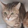 TIGRETTE