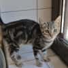 Zia (en cours d'adoption)