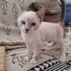kitty