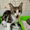 Miou-miou [Chaton]