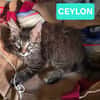 CEYLON A ADOPTER AVEC UN CHAT DÉJÀ PRÉSENT CHEZ VOUS
