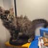 CEYLON A ADOPTER AVEC UN CHAT DÉJÀ PRÉSENT CHEZ VOUS