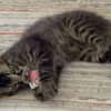 CEYLON A ADOPTER AVEC UN CHAT DÉJÀ PRÉSENT CHEZ VOUS