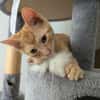 STINSON ET MOSBY À ADOPTER ENSEMBLE