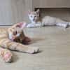 STINSON ET MOSBY À ADOPTER ENSEMBLE