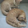 STINSON ET MOSBY À ADOPTER ENSEMBLE