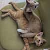 STINSON ET MOSBY À ADOPTER ENSEMBLE