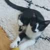 PISTON A ADOPTÉ AVEC FILON OU COMBINE OU SEUL SI DÉJÀ UN CHAT PRÉSENT CHEZ VOUS