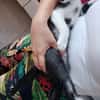 PISTON A ADOPTÉ AVEC FILON OU COMBINE OU SEUL SI DÉJÀ UN CHAT PRÉSENT CHEZ VOUS