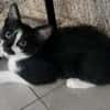 PISTON A ADOPTÉ AVEC FILON OU COMBINE OU SEUL SI DÉJÀ UN CHAT PRÉSENT CHEZ VOUS