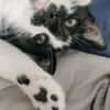 PISTON A ADOPTÉ AVEC FILON OU COMBINE OU SEUL SI DÉJÀ UN CHAT PRÉSENT CHEZ VOUS