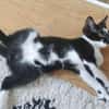 PISTON A ADOPTÉ AVEC FILON OU COMBINE OU SEUL SI DÉJÀ UN CHAT PRÉSENT CHEZ VOUS