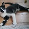 PISTON A ADOPTÉ AVEC FILON OU COMBINE OU SEUL SI DÉJÀ UN CHAT PRÉSENT CHEZ VOUS