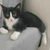 FILON A ADOPTER EN DUO OU SEUL SI DÉJÀ UN CHAT PRÉSENT CHEZ VOUS
