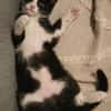 FILON A ADOPTER EN DUO OU SEUL SI DÉJÀ UN CHAT PRÉSENT CHEZ VOUS
