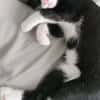 FILON A ADOPTER EN DUO OU SEUL SI DÉJÀ UN CHAT PRÉSENT CHEZ VOUS