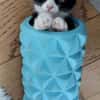 FILON A ADOPTER EN DUO OU SEUL SI DÉJÀ UN CHAT PRÉSENT CHEZ VOUS