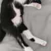 FILON A ADOPTER EN DUO OU SEUL SI DÉJÀ UN CHAT PRÉSENT CHEZ VOUS