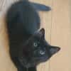 COMBINE A ADOPTER EN DUO OU SEULE SI DEJA UN CHAT PRÉSENT CHEZ VOUS