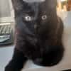COMBINE A ADOPTER EN DUO OU SEULE SI DEJA UN CHAT PRÉSENT CHEZ VOUS