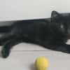 COMBINE A ADOPTER EN DUO OU SEULE SI DEJA UN CHAT PRÉSENT CHEZ VOUS