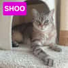 SHOO