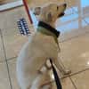 BORA , chiot femelle Berger Créole