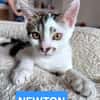 NEWTON A ADOPTER AVEC UN CHAT DÉJÀ PRÉSENT CHEZ VOUS