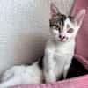 NEWTON A ADOPTER AVEC UN CHAT DÉJÀ PRÉSENT CHEZ VOUS