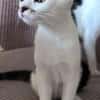 NEWTON A ADOPTER AVEC UN CHAT DÉJÀ PRÉSENT CHEZ VOUS