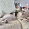 NEWTON A ADOPTER AVEC UN CHAT DÉJÀ PRÉSENT CHEZ VOUS