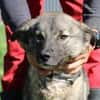 Kesha - kinderliebe Anfängerhündin