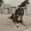 Elian - Toller Herzenshund sucht Zuhause
