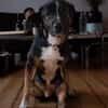 Elian - Toller Herzenshund sucht Zuhause