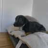 Elian - Toller Herzenshund sucht Zuhause