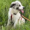 Willow - schüchterner Rüde sucht Familie