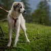Willow - schüchterner Rüde sucht Familie