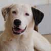 Verhelfen Sie Perro zum Glück?