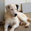 Verhelfen Sie Perro zum Glück?