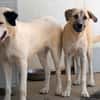 Verhelfen Sie Perro zum Glück?