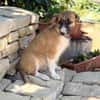 Tinka (Tavaszka) -Kleine Tinka sucht ihr großes Glück