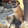 Tinka (Tavaszka) -Kleine Tinka sucht ihr großes Glück