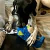 Mancha, lernfreudig, sehr sozial, sportlich