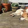 Malibu ist ein zartes Seelchen 🐾