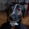 Elian - Toller Herzenshund sucht Zuhause