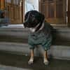 Elian - Toller Herzenshund sucht Zuhause