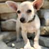 Peanut (Pepsi) -Kleiner Peanut sucht großes Familienglück