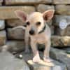 Peanut (Pepsi) -Kleiner Peanut sucht großes Familienglück